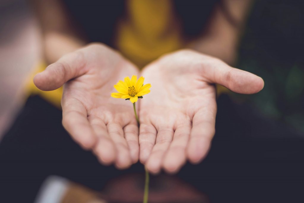 Hands with open palms and a yellow flower held between them